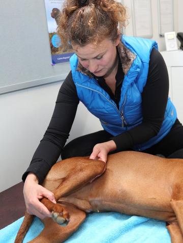 Brook Barn Canine Rehabilitation Brook Barn Canine Clinical Massage Hannah Meeker