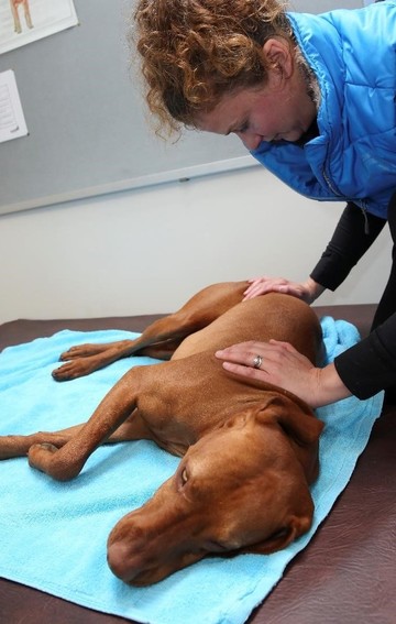 Brook Barn Canine Clinical Massage Hannah Meeker Brook Barn Canine Clinical Massage Hannah Meeker