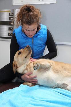Brook Barn Canine Clinical Massage Hannah Meeker Brook Barn Canine Clinical Massage Hannah Meeker