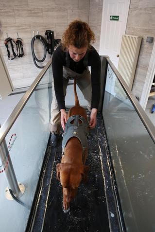 Brook Barn Hydrotherapy Brook Barn Canine Hydrotherapy Hannah Meeker