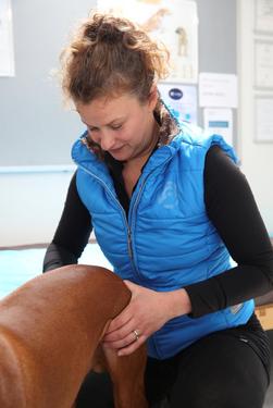 Brook Barn Canine Rehabilitation Muscular Health Check Brook Barn Free Muscular Health Check