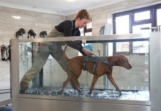 Brook Barn Canine Hydrotherapy Hannah Meeker Brook Barn Canine Hydrotherapy Hannah Meeker