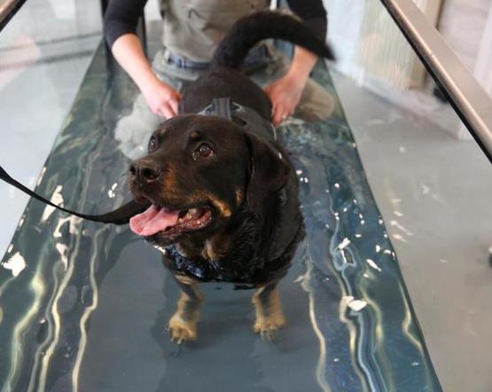 Brook Barn Canine Hydrotherapy Hannah Meeker Brook Barn Canine Hydrotherapy Hannah Meeker