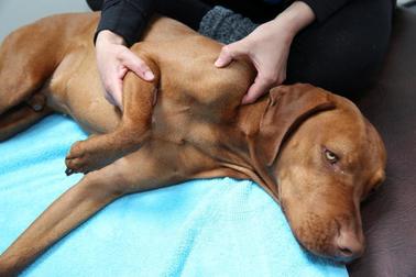 Brook Barn Canine Clinical Massage Brook Barn Canine Clinical Massage