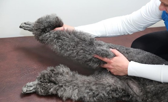 Brook Barn Canine Clinical Massage Brook Barn Canine Clinical Massage
